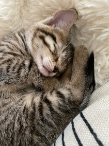 Photo de galerie - Garde de chat