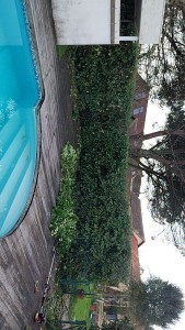 Photo de galerie - Taille de haies et d'arbustes