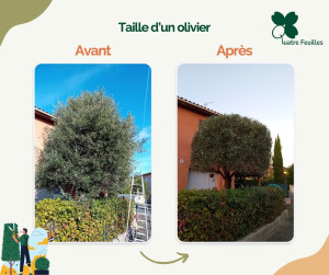 Photo de galerie - Taille ornementale d'olivier