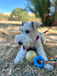 Photo de galerie - Frida, promenade amusante en jeux 