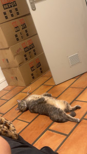 Photo de galerie - Petit chat que j’ai garder 