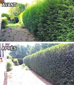 Photo de galerie - Taille de haie bien tailler 