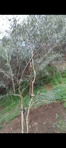 Photo de galerie - Jardinier