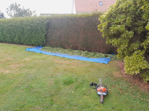 Photo de galerie - Taille sapins