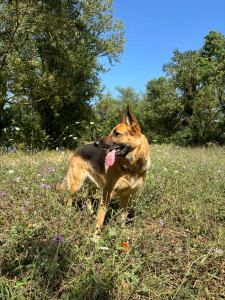 Photo de galerie - Promenade de chien 