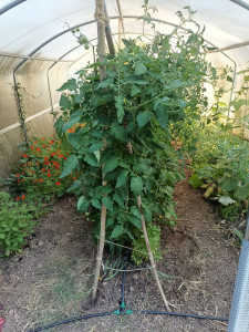 Photo de galerie - Petite serre en jachère complètement réhabilitée 