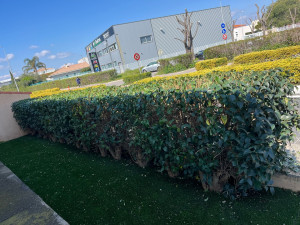 Photo de galerie - Taille de haies et d'arbustes