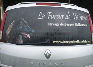 Photo de galerie - Transport canin - Pet-sitter - Elevage de Berger Hollandais