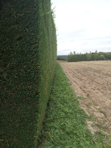Photo de galerie - Taille de haie