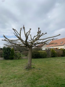 Photo de galerie - J’ai réalisé une coupe d’un arbre 