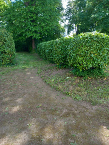 Photo de galerie - Taille de laurier en forme de boule