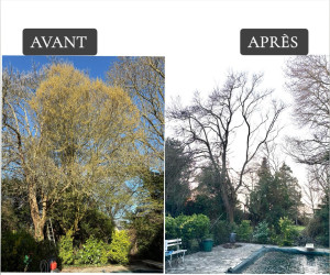 Photo de galerie - élagage sévère 