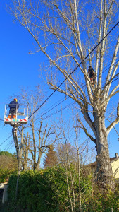 Photo de galerie - Abattage