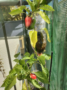 Photo de galerie - Jardinier