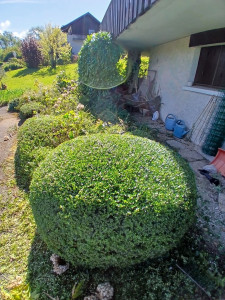 Photo de galerie - Entretien et taille végétaux ́persistant...