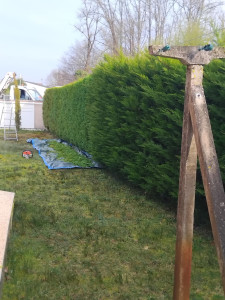 Photo de galerie - Taille de haie non entretenu 