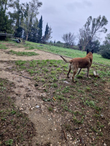 Photo de galerie - Jardinage entretien coupe