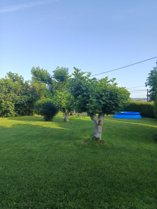 Photo de galerie - Tonte de pelouse et petite coupe de figuier 