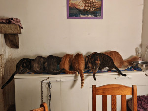 Photo de galerie - Une énorme passion pour les chats j'ai toujours considéré les chats comme mes chouchous comme mes petits protégés ! 