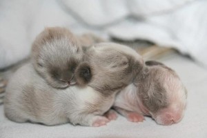 Photo de galerie - Garde chien
