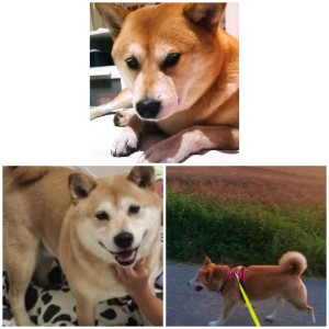 Photo de galerie - Garde chien