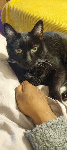 Photo de galerie - Mia garde chat 