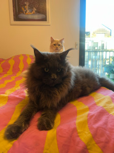 Photo de galerie - 2 Maine-coons chez moi au chaud :) 