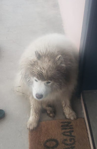 Photo de galerie - Garde chien