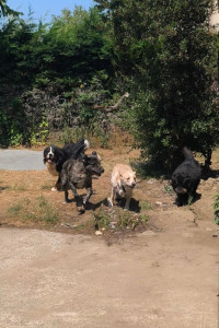 Photo de galerie - Partie de jeux de mes Chiens avec la jolie cookie la x labrador 
