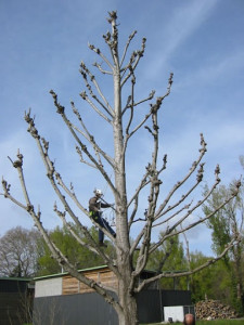 Photo de galerie - Taillage tout type d’arbres 