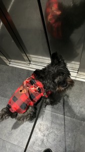 Photo de galerie - Garde animaux