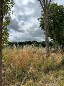 Photo de galerie - Tonte de pelouse - Débroussaillage