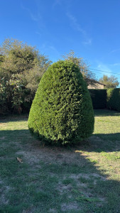 Photo de galerie - Taille d'un cyprès de leyland