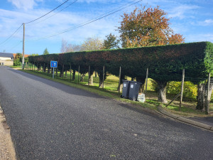 Photo de galerie - Taille de haie 