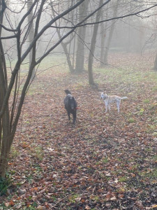 Photo de galerie - Ballade dans les bois 