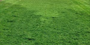 Photo de galerie - Tonte pelouse