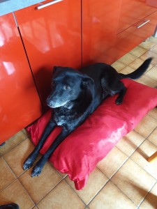 Photo de galerie - Garde chien