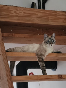 Photo de galerie - Garde animaux