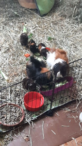 Photo de galerie - J'adore les rongeurs, je peux m'occuper d'eux à votre domicile : changement de litière,nourissage et compagnie. J'ai une solide expérience dans ce domaine ?