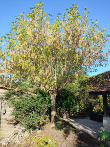 Photo de galerie - Elagage et coupe d'arbres