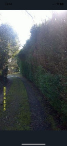 Photo de galerie - Taille haie 