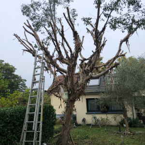 Photo de galerie - Élagage d’un eucalyptus