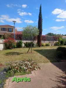 Photo de galerie - Tonte de pelouse 