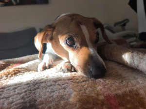 Photo de galerie - Garde chien