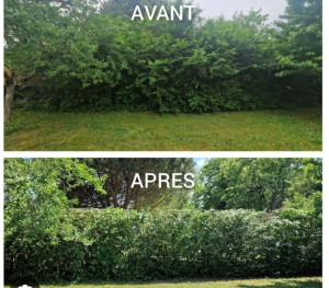 Photo de galerie - Taille de haies et d'arbustes