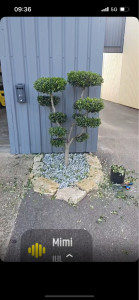 Photo de galerie - Taille d’un petit Olivier 