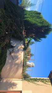 Photo de galerie - Abattage d'une haie 
