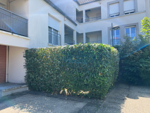 Photo de galerie - Taille de haie dans une petite cour de copropriété 