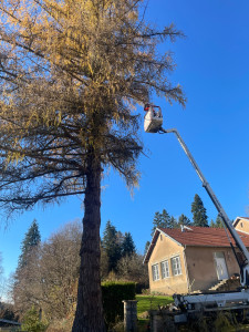 Photo de galerie - Abattage mélèze, 25 m
