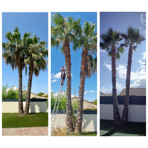 Photo de galerie - Taille de palmier ? 